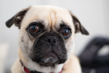Portrait of a pug