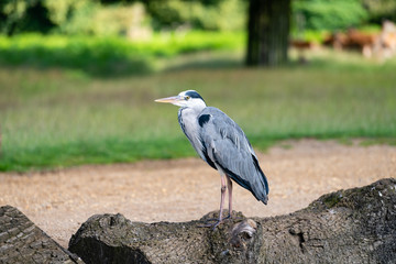 Grey Heron (Ardea cinerea)