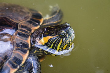 Brazilian turtle. Scientific name Trachemys dorbigni, popularly known as turtle-tiger, turtle-tiger...
