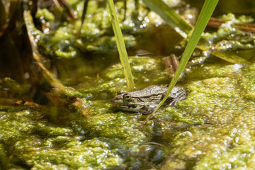 Marsh Frog (Pelophylax ridibunda)