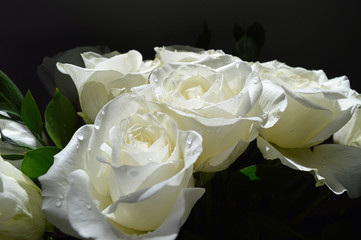 Bouquet of white roses with water droplets in front of black background.