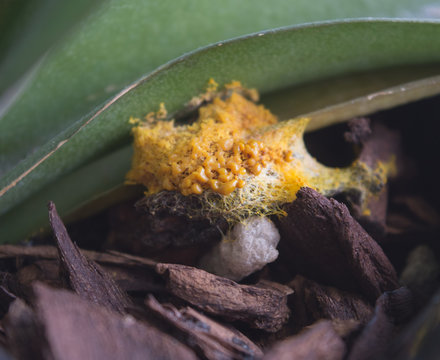 Yellow slime mold growing on mulch and the leaves of an orchid.