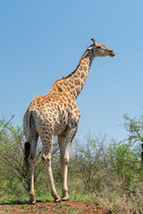 Giraffe (Giraffa camelopardalis)