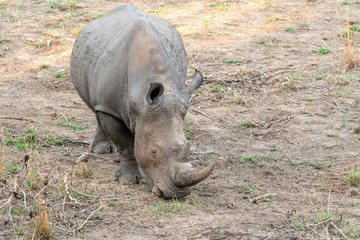 Obraz premium White Rhinoceros (Ceratotherium simum)