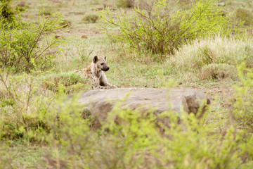 Spotted Hyena (Crocuta crocuta)