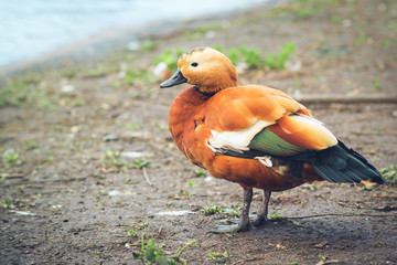 A side-view of a male ruddy shelduck or Brahminy duck or Tadorna ferruginea.  Showing its red brown plumage, green speculum feathers, white wing coverts and flat black beak.