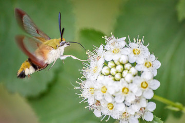 Close-up one hornworm moth-hawk in flight over white flower looking for nectar in summer day with green blur background and soft focus. The concept of macro photography of insects in natural habitat.