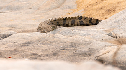 African Crocodile (Crocodylus niloticus)