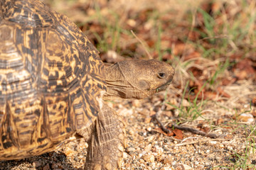 Fototapeta premium Leopard Tortoise (Stigmochelys pardalis)