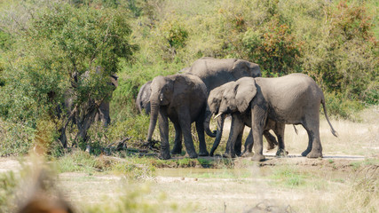 Fototapeta premium African Elephant (Loxodonta africana)