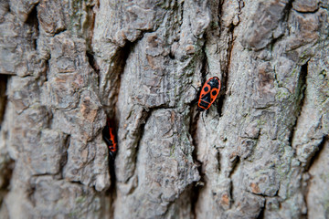 An adult red and black insect, European Firebug, Pyrrhocoris apterus, on tree trunk bark in Europe