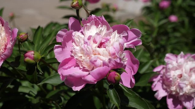 Red beautiful flowers Peonies shakes the wind in spring in the garden. Beautiful flowers bloom Paeonia lactiflora in spring on a flowerbed. Flower business concept. close-up