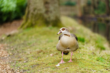 Egyptian goose (Alopochen aegyptiacus)