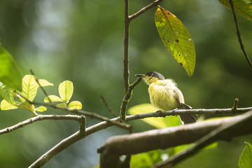 Common Tody Flycatcher (Todirostrum cinereum)
