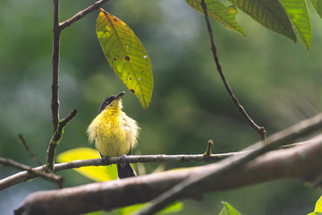 Tody-flycatcher (Todirostrum cinereum)