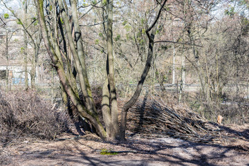 Piles of cut tree branches in city park. Sanitary deforestation. Heap of dry brushwood and deadwood