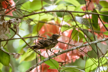 Clay-colored Thrush (Turdus grayi)