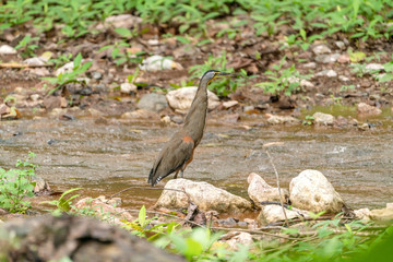 Bare-throated Tiger Heron (Tigrisoma mexicanum)