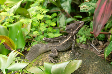 Brown Basilisk (Basiliscus vittatus)