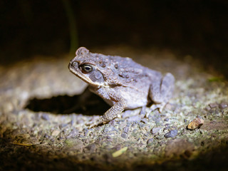 Cane Toad (Rhinella marina)