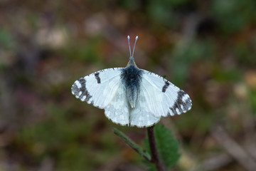  Dağ Oyklösü / Euchloe ausonia /  