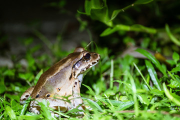 Smoky Jungle Frog (Leptodactylus pentadactylus)