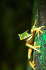 Red-Eyed tree frog (Agalychnis callidryas) on side of cement post, taken in Costa Rica