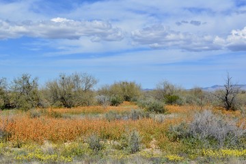 Fototapeta premium Arizona Superbloom Globemallow Orange Wildflowers