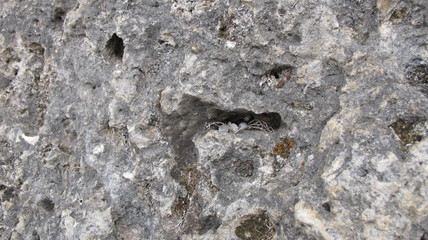 eggs in cavities in limestone rock