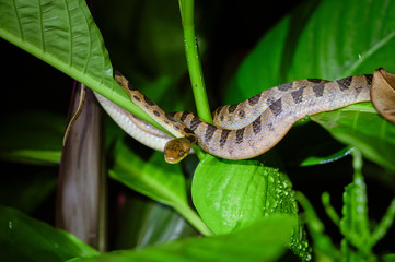 Banded Cat-eyed Snake (Leptodeira annulata)