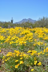 Obraz premium Arizona Superbloom Poppies Orange Yellow Gold Wildflowers