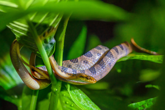 Fototapeta Banded Cat-eyed Snake (Leptodeira annulata)