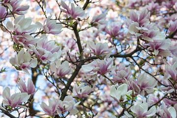 Blooming magnolia tree branch. Blurred background. Close up, selective focus.