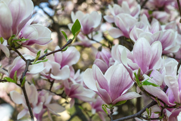 Blooming magnolia tree branch. Blurred background. Close up, selective focus.