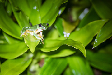 Red-Eyed Leaf Frog (Agalychnis callidryas)