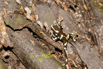 Green-and-Black Poison Dart Frog (Dendrobates auratus)