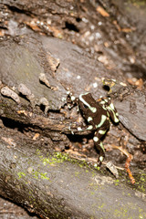 Green-and-Black Poison Dart Frog (Dendrobates auratus)