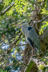 Grey Heron (Ardea cinerea)
