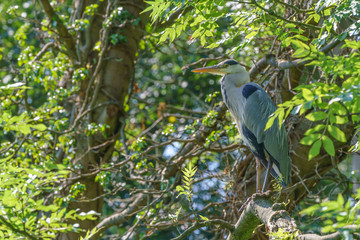 Grey Heron (Ardea cinerea)