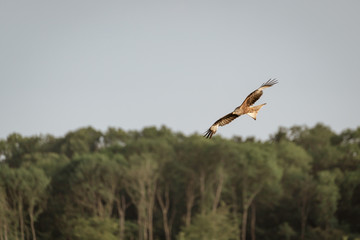 Red Kite (Milvus milvus) in flight over tree line in the chiltern hills, england