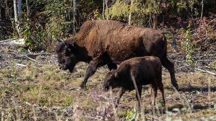 american bison