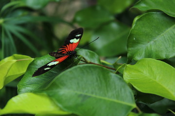 butterfly on leaf