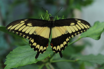 butterfly on leaf