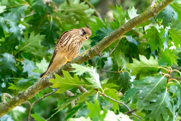 Common Kestrel (Falco tinnunculus)