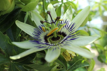 opening flower