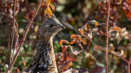 grouse
