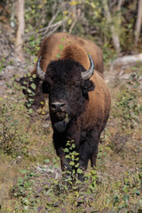 american bison