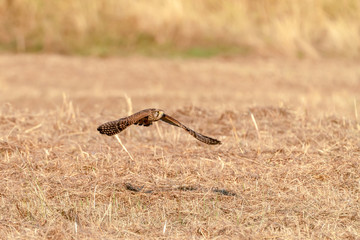 Common Kestrel (Falco tinnunculus)