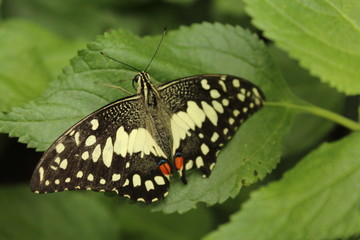 butterfly