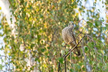 Common Kestrel (Falco tinnunculus)